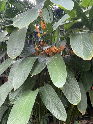 Stromanthe stromanthoides