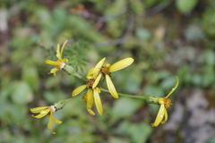 Senecio lugens