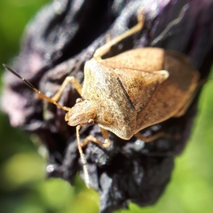 Euschistus servus euschistoides