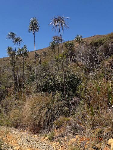 Pseudopanax crassifolius