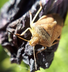 Euschistus servus euschistoides