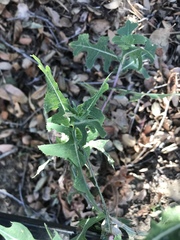 Lactuca serriola