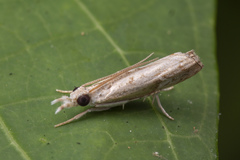 Culladia hastiferalis