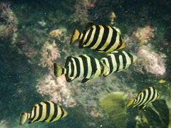 Barred Knifejaw photo 2