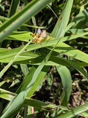 Boopedon flaviventris