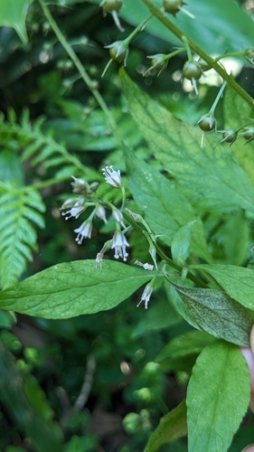 Lysimachia decurrens iNat (2)