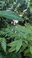 Lysimachia decurrens, photograph (c) 許文俊, some rights reserved (CC BY-SA)
