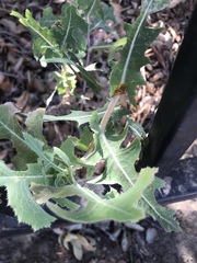 Lactuca serriola