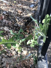 Lactuca serriola