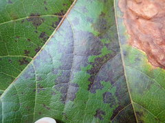 Phyllosticta ampelicida