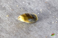 Olivella columellaris