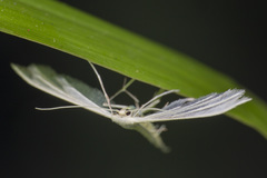 Pterophorus lacteipennis