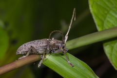 Acalolepta rusticatrix