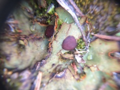 Solorina crocea