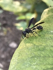 Zethus spinipes spinipes