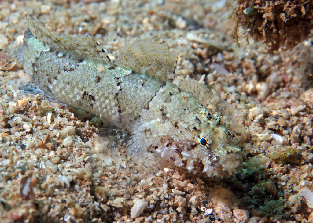 Dusky-banded goby (Callogobius sclateri) — Gobiidae