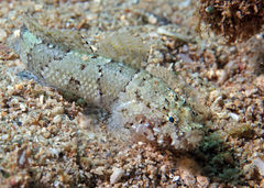 Pacific Goby photo 2