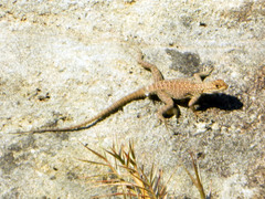 Oplurus quadrimaculatus