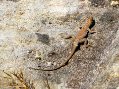 Oplurus quadrimaculatus