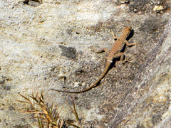 Oplurus quadrimaculatus