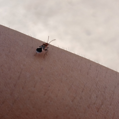 Graptostethus verticalis