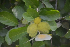 Semialarium mexicanum