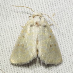 Lythrodes tripuncta
