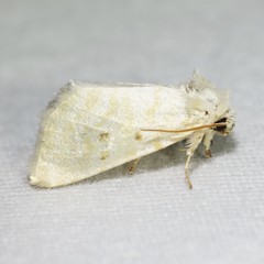 Lythrodes tripuncta