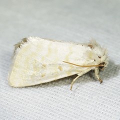 Lythrodes tripuncta