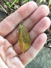 Phyllocnistis meliacella