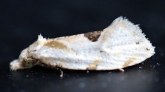 Aethes angustana