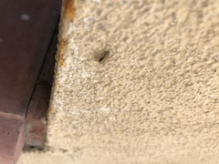 Menemerus bivittatus