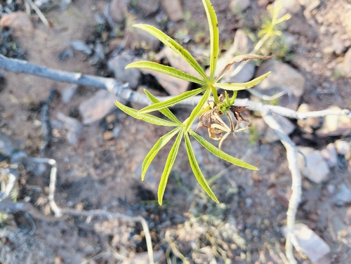Jatropha spicata Pax