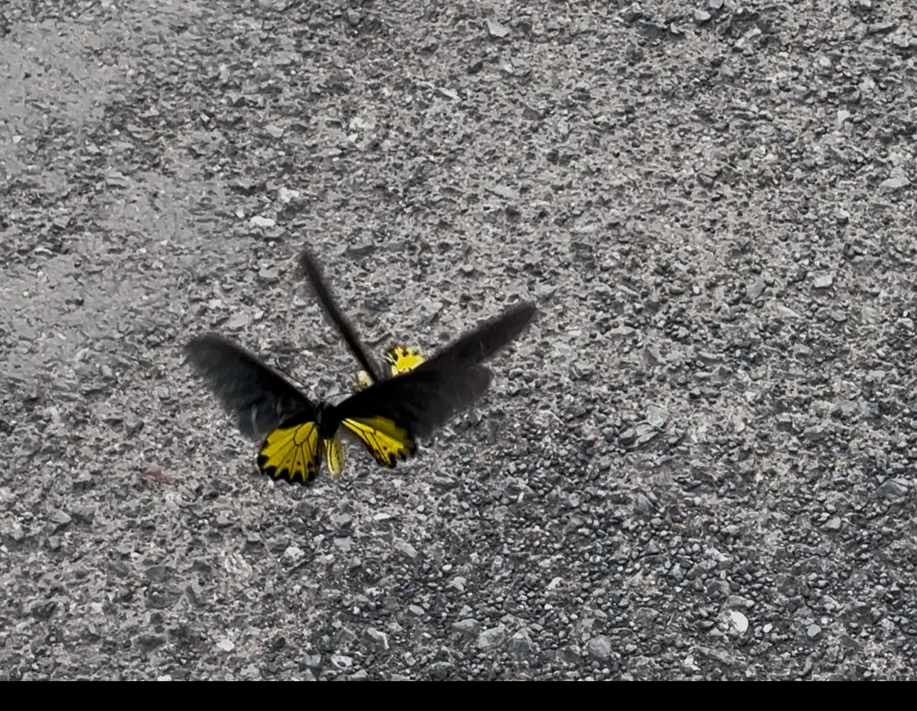 Common Birdwing