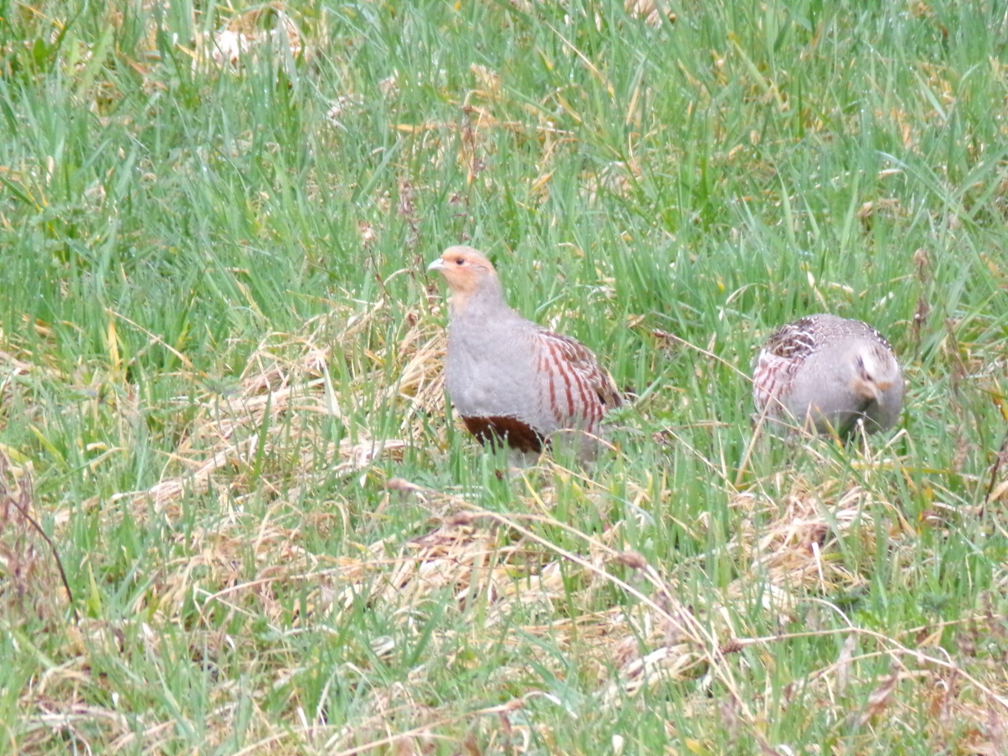 Grey Partridge