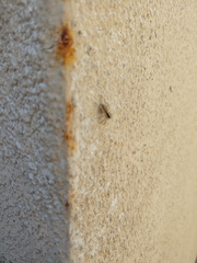 Menemerus bivittatus