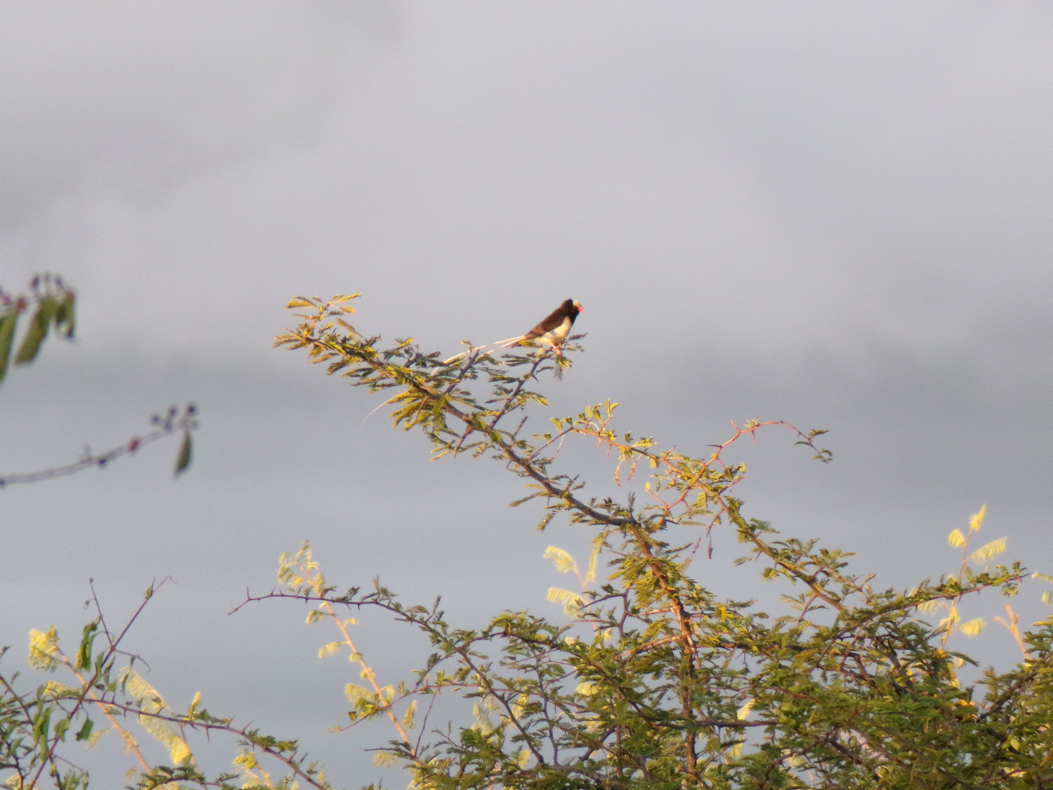 Straw-tailed Whydah (Vidua fischeri), photo 3