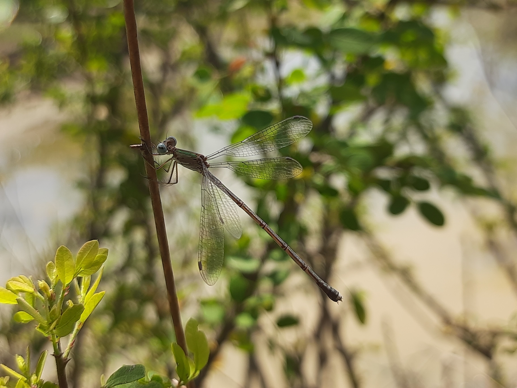 Emerald Spreadwing