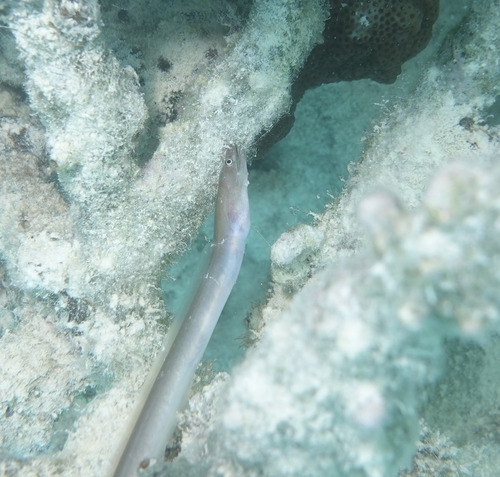 Conger cinereus observed 2025-05-14