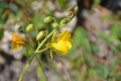 Chamaecrista hispidula