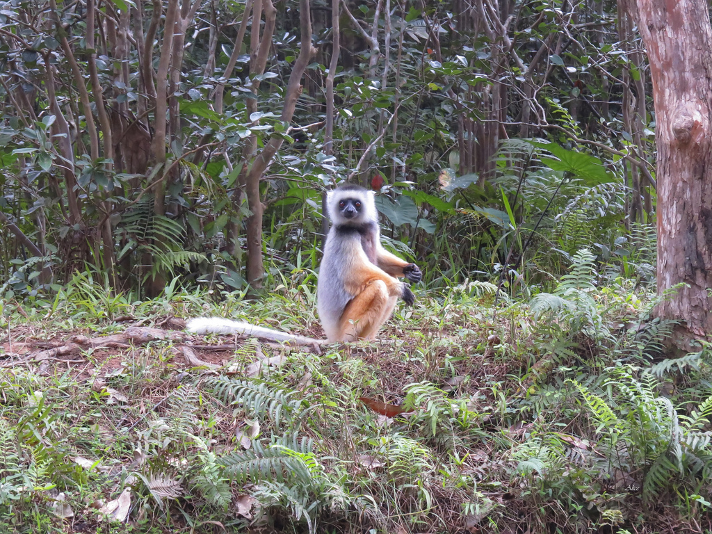Diademed Sifaka