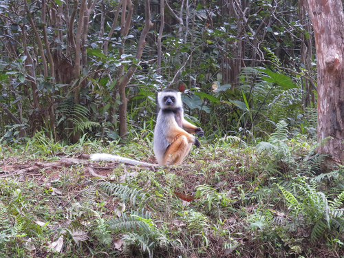Diademed Sifaka