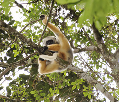 Propithecus diadema