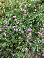 Astragalus bourgovii