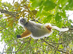 Propithecus diadema