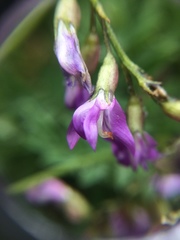 Astragalus bourgovii