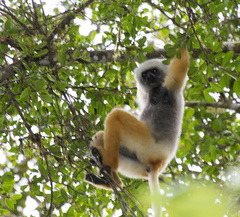 Propithecus diadema