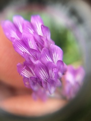 Astragalus bourgovii