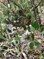 Eremogone capillaris