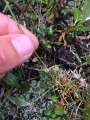 Eremogone capillaris